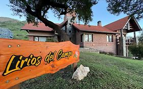 Lirios del Campo - Chumamaya Merlo SL